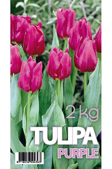Tulip Purple Prince 50-pakning